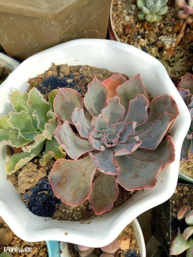多肉根部腐烂了怎么救(多肉植物根部腐烂原因及解决办法)-图片2